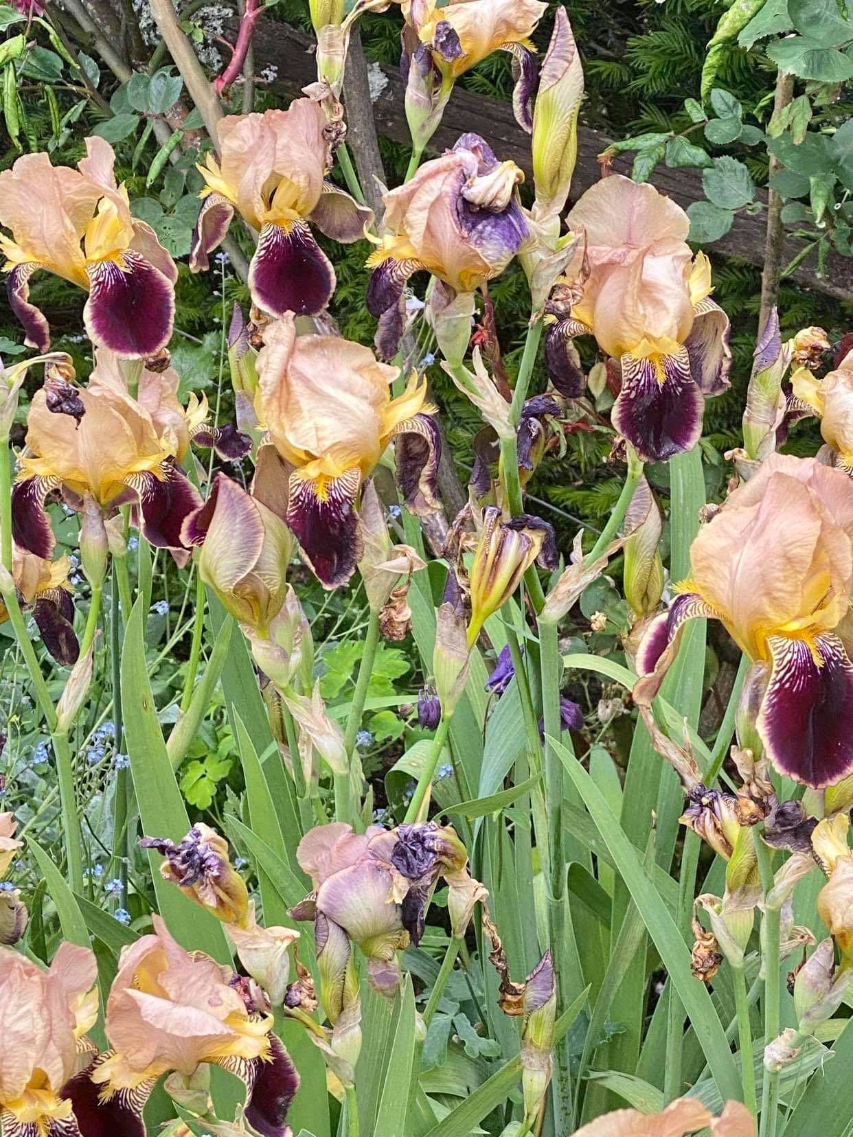 Iris du Domaine de Poulaines