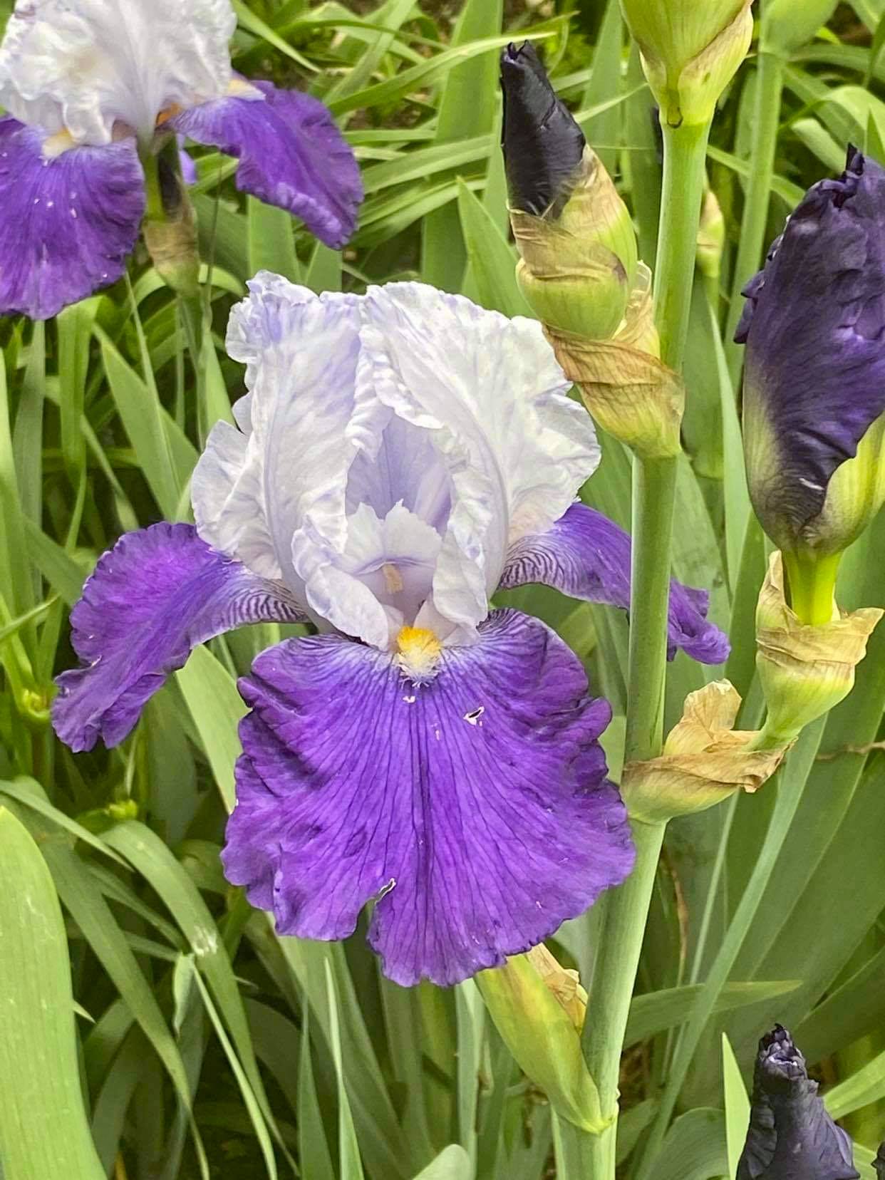 Iris du Domaine de Poulaines